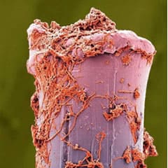 歯ブラシの毛先を電子顕微鏡で拡大し、色をつけたもの